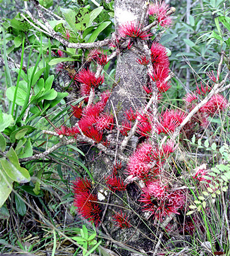 Parasitic Plants