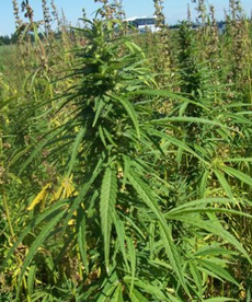 Hemp (Cannabis sativa)