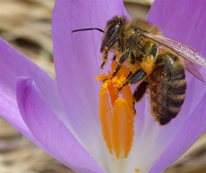 Pollination