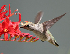 Birds pollination