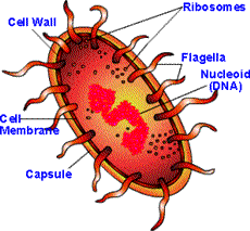 Prokaryotes