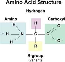 Proteins and Amino Acids