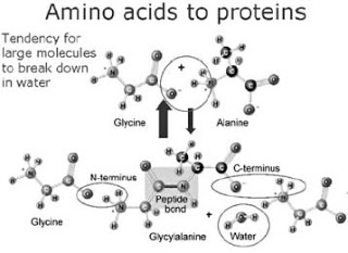 Amino Acids to Proteins