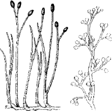 Rhyniophyta