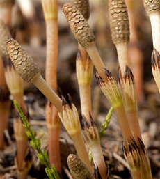 Life Cycle and Gametophyte Anatomy