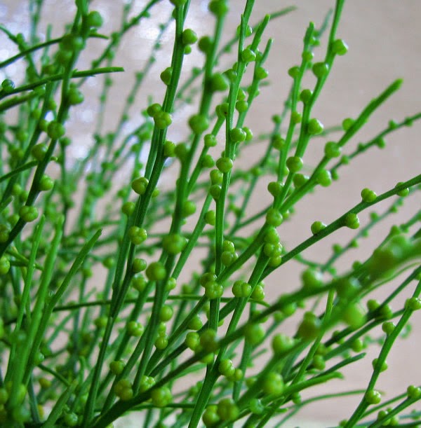 Psilotum nudum