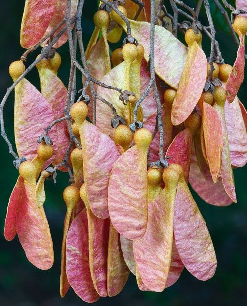 Fruit of the brown tulip oak (Argyrodendron trifoliolatum). When caught in the wind, the propeller-like fruit twirl over and through the forest - carrying the seeds well away from the parent tree. Taken in north Queensland's rainforest by Kaisa and Stanley Breeden