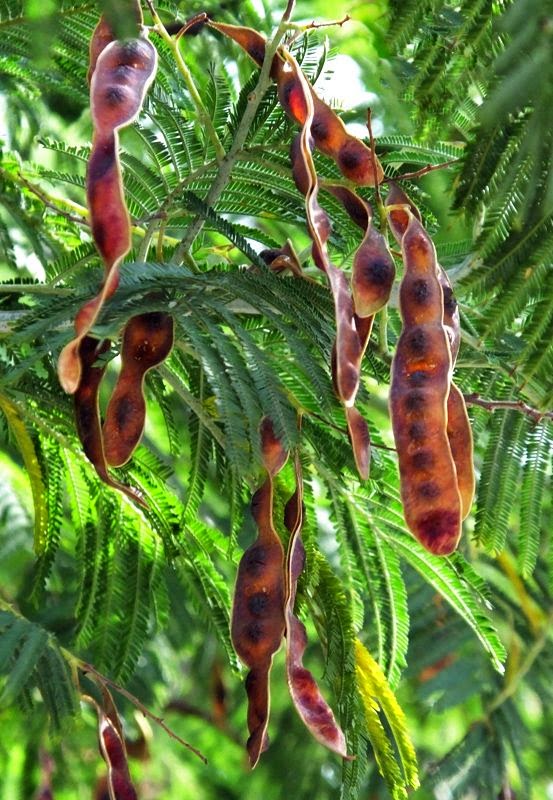 Acacia dealbata mimosa seed pods late July in north London