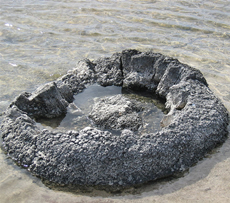 Stromatolites