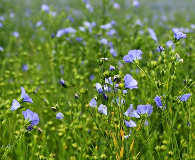 Flowering flax pants