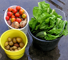 Vegetable Crops