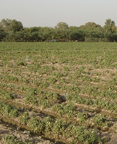 Root Crops