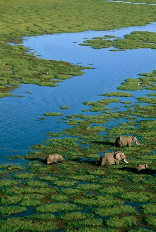 Freshwater wetlands