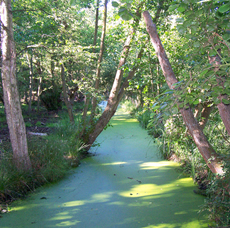 biotic value of wetlands