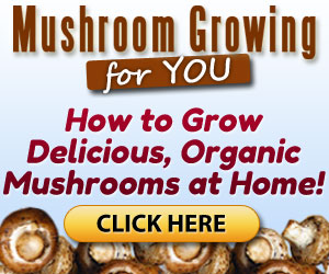 Mushroom Growing 4 You