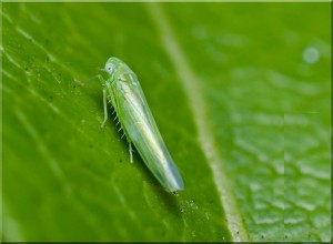 Insect Pests of Cotton: Jassid