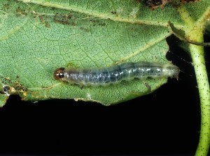 Cotton Insect Pests: Cotton Leaf Folder