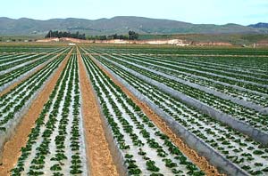 Strawberry cultivation 