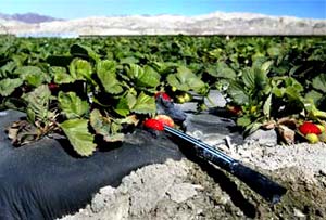 Strawberry cultivation 