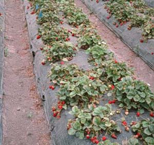 Strawberry cultivation 