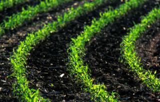 Strip-till systems can benefit corn