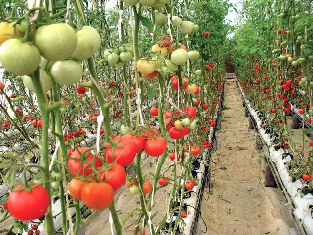 High-tech agriculture: Hydroponic vegetable farming