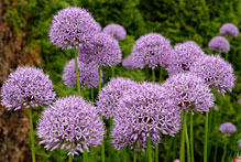 Allium 