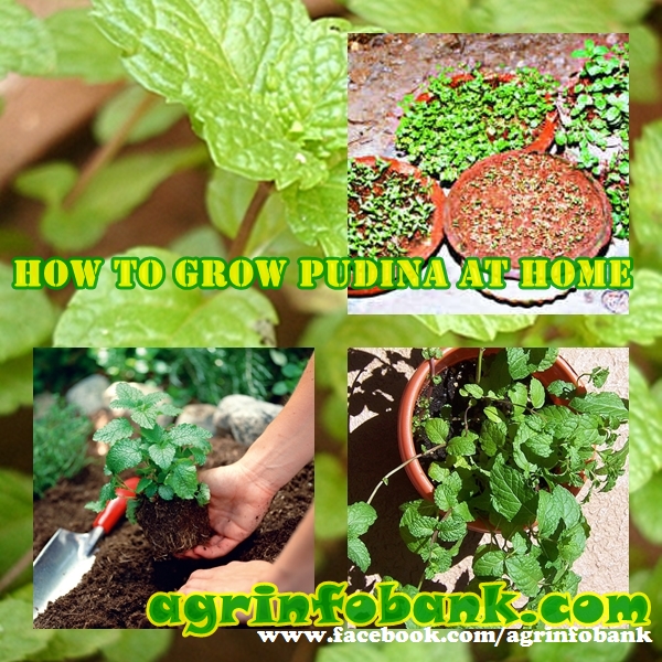 HOW TO GROW PUDINA AT HOME