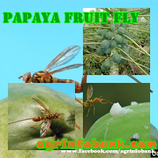 Papaya fruit fly