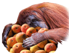 Orangutans love mangoes