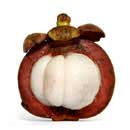 Purple Mangosteen has to be grown in temperatures of above 40 °F (4 °C). 