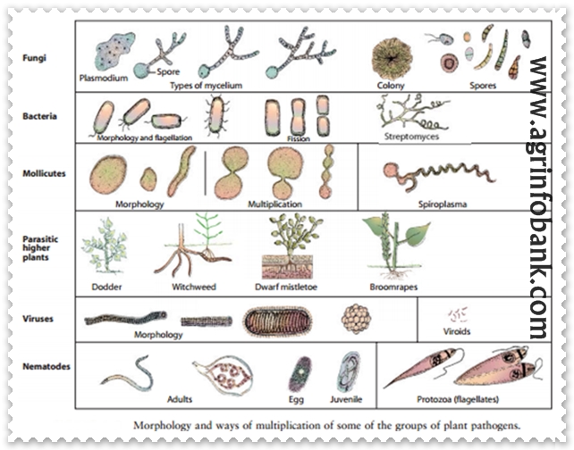 Fungi, Bacteria, Mollicutes