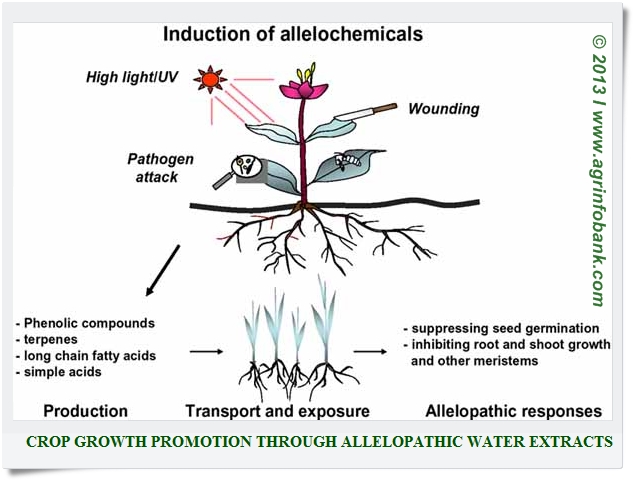 allopathic interaction