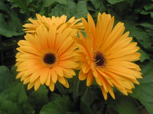 Growing the GERBERA (Gerbera jamesonii)