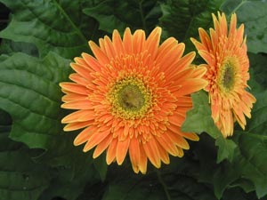 Growing the GERBERA (Gerbera jamesonii)