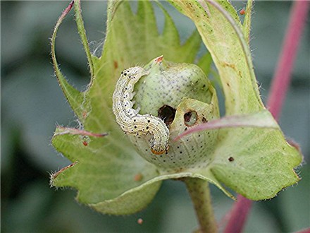 Important Pest of Cotton