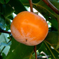 persimmon