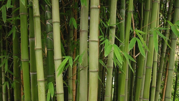 Why Bamboo should not be planted in your home